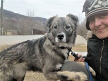 SORANA, Hund, Mischlingshund in Rumänien - Bild 15