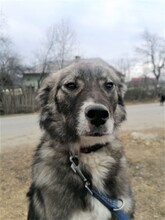 SORANA, Hund, Mischlingshund in Rumänien - Bild 19