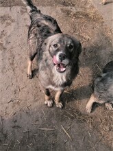 SORANA, Hund, Mischlingshund in Rumänien - Bild 2