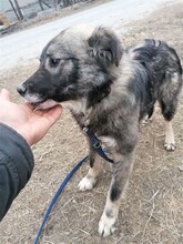 SORANA, Hund, Mischlingshund in Rumänien - Bild 21