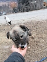 SORANA, Hund, Mischlingshund in Rumänien - Bild 22