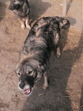 SORANA, Hund, Mischlingshund in Rumänien - Bild 24