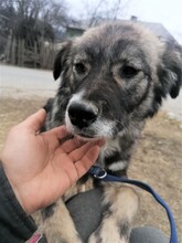 SORANA, Hund, Mischlingshund in Rumänien - Bild 26