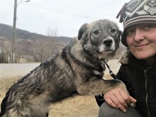 SORANA, Hund, Mischlingshund in Rumänien - Bild 28
