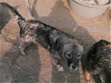 SORANA, Hund, Mischlingshund in Rumänien - Bild 29