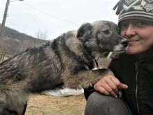 SORANA, Hund, Mischlingshund in Rumänien - Bild 3