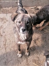 SORANA, Hund, Mischlingshund in Rumänien - Bild 30