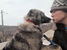 SORANA, Hund, Mischlingshund in Rumänien - Bild 31
