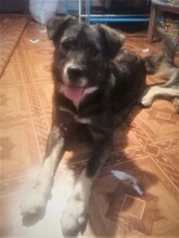 SORANA, Hund, Mischlingshund in Rumänien - Bild 4