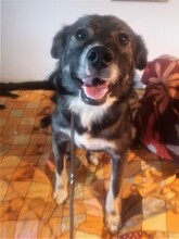 SORANA, Hund, Mischlingshund in Rumänien - Bild 5