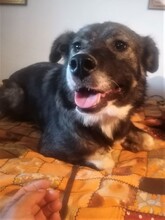 SORANA, Hund, Mischlingshund in Rumänien - Bild 7