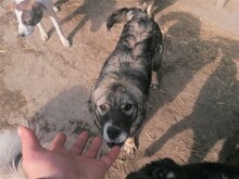 SORANA, Hund, Mischlingshund in Rumänien - Bild 8