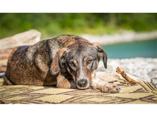 NANNA, Hund, Mischlingshund in Giengen - Bild 10