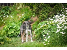 NANNA, Hund, Mischlingshund in Giengen - Bild 11