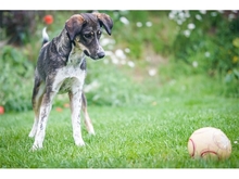 NANNA, Hund, Mischlingshund in Giengen - Bild 14