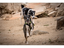 NANNA, Hund, Mischlingshund in Giengen - Bild 19