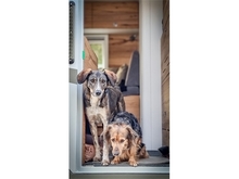 NANNA, Hund, Mischlingshund in Giengen - Bild 20