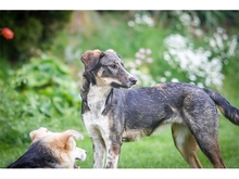 NANNA, Hund, Mischlingshund in Giengen - Bild 9
