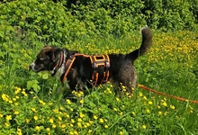 UVA, Hund, Mischlingshund in Italien - Bild 11