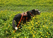 UVA, Hund, Mischlingshund in Italien - Bild 12