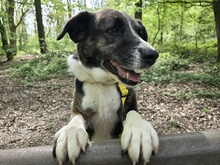 UVA, Hund, Mischlingshund in Italien - Bild 20