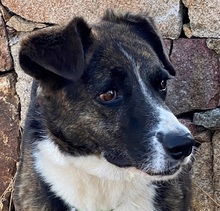 UVA, Hund, Mischlingshund in Italien - Bild 21