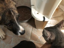 UVA, Hund, Mischlingshund in Italien - Bild 27
