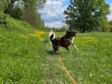 UVA, Hund, Mischlingshund in Italien - Bild 8