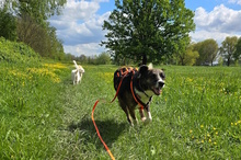 UVA, Hund, Mischlingshund in Italien - Bild 9