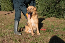 KAIRO, Hund, Mischlingshund in Italien - Bild 2