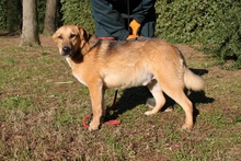 KAIRO, Hund, Mischlingshund in Italien - Bild 3
