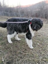UNA, Hund, Mischlingshund in Rumänien - Bild 1