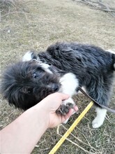 UNA, Hund, Mischlingshund in Rumänien - Bild 12