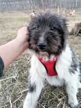 UNA, Hund, Mischlingshund in Rumänien - Bild 13