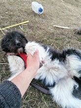 UNA, Hund, Mischlingshund in Rumänien - Bild 14