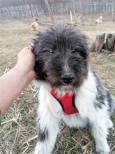 UNA, Hund, Mischlingshund in Rumänien - Bild 15