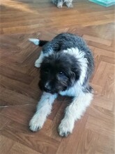 UNA, Hund, Mischlingshund in Rumänien - Bild 16