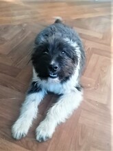 UNA, Hund, Mischlingshund in Rumänien - Bild 17