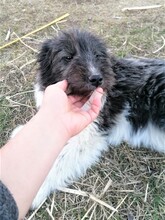UNA, Hund, Mischlingshund in Rumänien - Bild 2