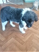 UNA, Hund, Mischlingshund in Rumänien - Bild 21