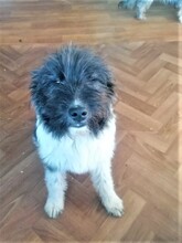 UNA, Hund, Mischlingshund in Rumänien - Bild 27