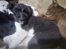UNA, Hund, Mischlingshund in Rumänien - Bild 33