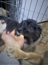 UNA, Hund, Mischlingshund in Rumänien - Bild 34