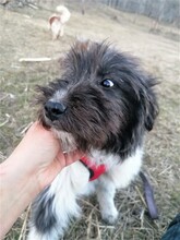 UNA, Hund, Mischlingshund in Rumänien - Bild 4