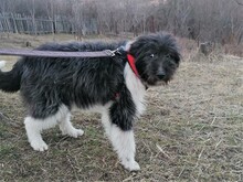 UNA, Hund, Mischlingshund in Rumänien - Bild 5