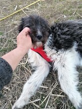 UNA, Hund, Mischlingshund in Rumänien - Bild 7