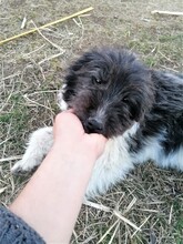 UNA, Hund, Mischlingshund in Rumänien - Bild 9
