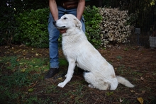 YASMINE, Hund, Mischlingshund in Italien - Bild 3
