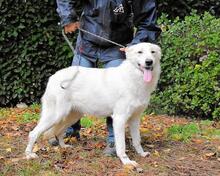 YASMINE, Hund, Mischlingshund in Italien - Bild 8