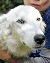 YOLANDE, Hund, Mischlingshund in Italien - Bild 1